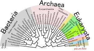 Pin By Aerobe On Algae Phylogenetic Tree Tree Of Life