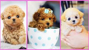 puppy handmade tea cup poodle micro