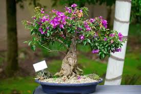 bougainvillea bonsai tree varieties
