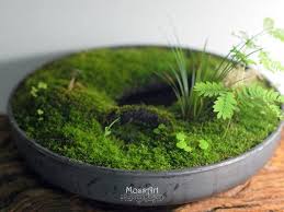 Miniature Garden Plants Moss Plant