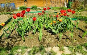Весна на даче: тюльпаны. :: Александр Куканов (Лотошинский) – Социальная  сеть ФотоКто