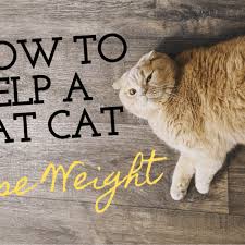 Ham and bacon have one thing in common: 6 Ways To Help Fat Indoor Cats Lose Weight Pethelpful By Fellow Animal Lovers And Experts