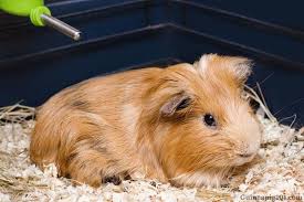 16 signs of old age in guinea pigs how