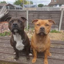 Staffordshire bull terriers still resemble the pugnacious brawlers who once ruled england's fighting pits. Staffordshire Bull Terrier Cross Breed Positive Page Reviews Facebook