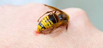 Am I allergic to bee and wasp stings? - Western Exterminator Blog