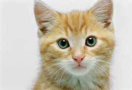 Funny cat videos yes, i had to do this. Why Do Cats Have Whiskers Howstuffworks