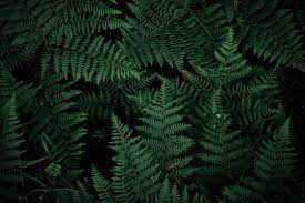 dark green forest images browse 691