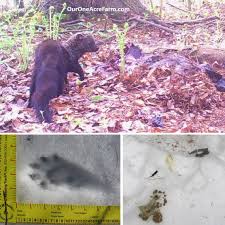Vicious attack by fisher cat. Poultry Predator Identification A Guide To Tracks And Sign