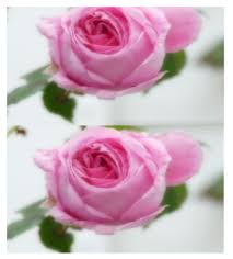 pink colour rose flowers a3 poster