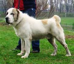 The central asian shepherd, the alabai, or the central asian ovcharka is strengthening its reputation in europe and america as one of the best guard dogs. Central Asian Shepherd Dog Breed Information History Health Pictures And More