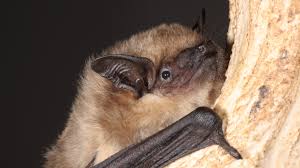bats discovered to have in a way