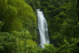 Tropical rainforests are characterized by wet and humid climatic conditions, along with. Tropical Rainforest Biome