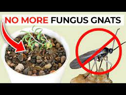 How To Get Rid Of Fungus Gnats In