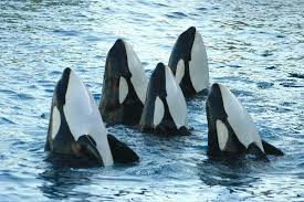 Why do killer whales have a limp dorsal fin in captivity? - Quora
