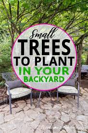 Best Backyard Trees To Provide Shade