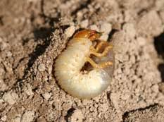 Lawn Grubs White Grubs Identify And Control In Lawns