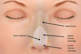 Nasal bone or Gland (   ناک کی ہڈی یا غدود )