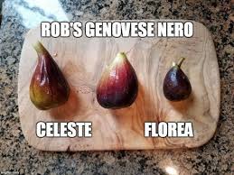 Fig Tasting Robs Genovese Nero Florea Celeste Late October Ripening