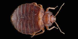 essential oils fail at killing bed bugs