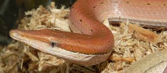 Love how you can see all the detail beneath the tongue. The Burton S Legless Lizard Critter Science