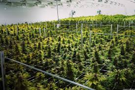 Our mission is to provide you with the highest quality cannabis products at the most affordable prices. Canadian Cannabis Company Canopy Growth Corporation Acquires Spanish Startup Cafina Eu Startups