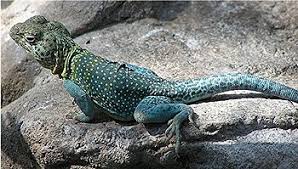 List Of U S State Reptiles Wikipedia