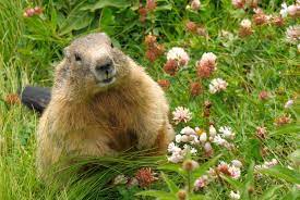 how to get rid of groundhogs 8 easy