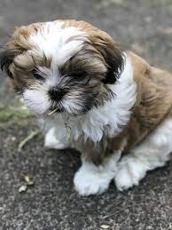 Maltese shih tzu (malshi) is a mix of a maltese the origin of shih tzu is ancient and is covered in a lot of mystery. The Maltese Shih Tzu Complete Mix Breed Guide Animal Corner