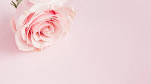 pink rose background images free