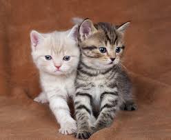 Are male and female kittens different? One Kitten Or Two