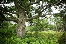 the oldest tree in indiana is living in