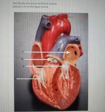 The cardiovascular system consists of the heart, blood vessels, and the approximately 5 liters of blood that the blood vessels transport. Solved Identify The Structures And Blood Vessels Labeled Chegg Com