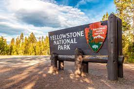 yellowstone bison gores a 72 year old