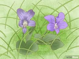 However, the plant is droopier and lower in stature than purple dead nettle. 4 Ways To Identify Weeds Wikihow
