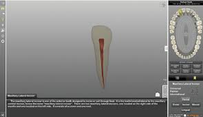 Watch the crown full series online. Screenshot Of Maxillary Lateral Incisor Download Scientific Diagram