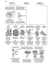 Classification Of Fungi By Various Botanists