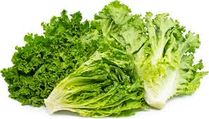 green leaf lettuce information and facts