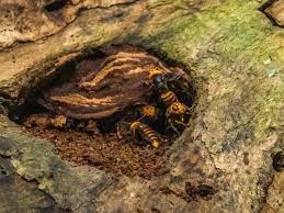 登山中のスズメバチの被害を防ぐためにできること、刺されてしまった場合の対策 - 山と溪谷オンライン