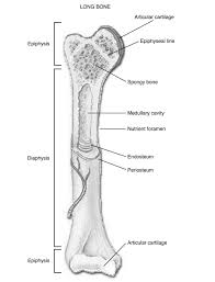 A typical long bone shows the gross anatomical characteristics of bone. Inside Bone Diagram 2005 Pontiac Grand Prix Wiring Diagram Begeboy Wiring Diagram Source