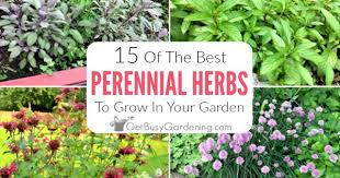 Perennial Herbs To Grow In Your Garden