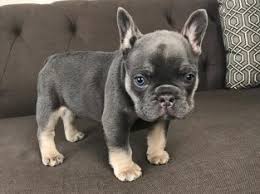 Breeding only the very best blue english bulldogs & frenchie puppies. Blue French Bulldog For Sale Frenchieforsale Com
