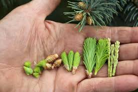 Foraging Spruce Tips (and Other Conifer Tips)