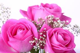 beautiful pink roses wallpapers for