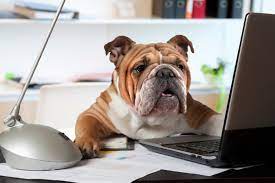 Take Your Dog to Work Day – AMC Blog