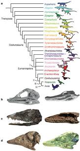 Skull Analysis Charts The Changes From Dinosaurs To Birds