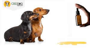 natural remes for utis in dogs cbd