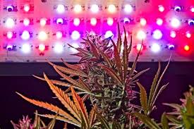 Tutorial How To Grow Cannabis Indoors Using Led Grow Lights