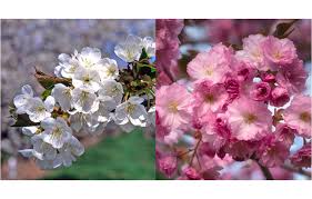 cherry fruit trees vs cherry blossom trees