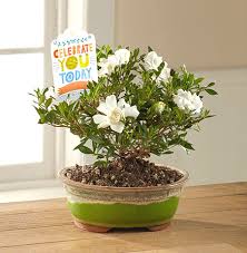 Gardenia Bonsai Tree Ftd Celebrate You