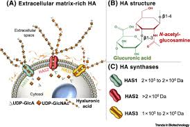 Some are solid and strong, while others are fluid and flexible. Extracellular Matrix Mimics Using Hyaluronan Based Biomaterials Trends In Biotechnology